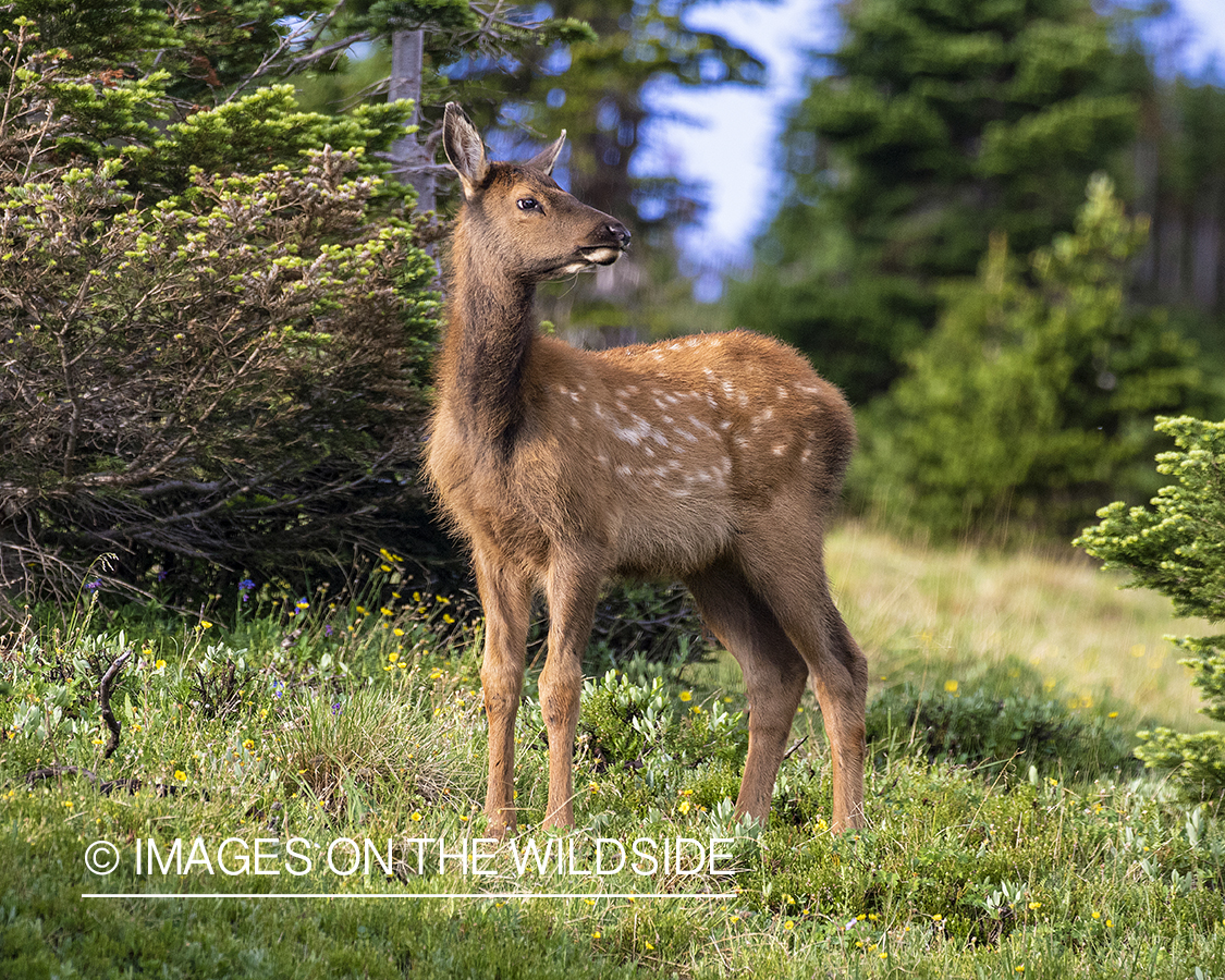 Elk calf in field.