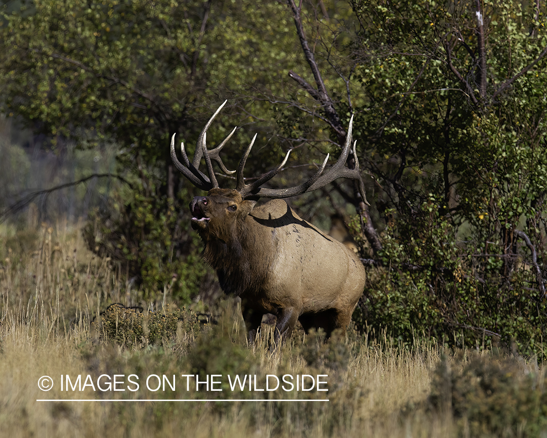 Bull elk bugling.