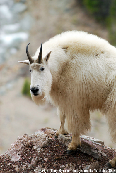 Billy Mountain Goat