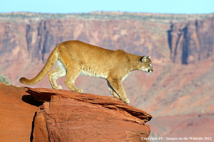 Mountain Lion in habitat.