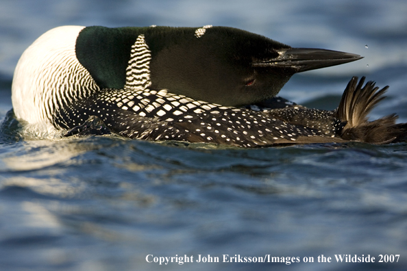 Loon displaying