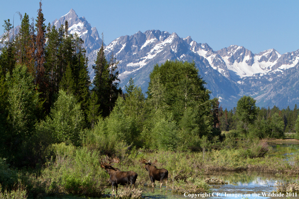 Shiras Moose in habitat. 