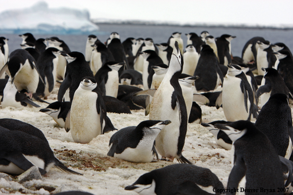 Chinstrap penguin in habitat