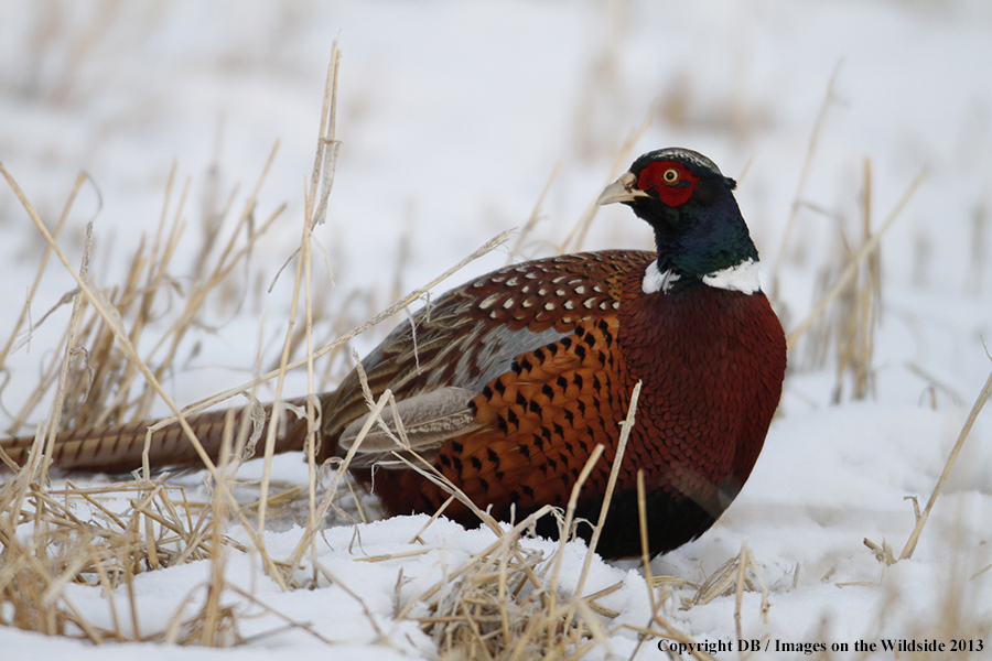 Ring-necked pheasant in field.