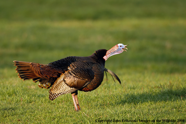 Eastern Wild Turkey gobbling