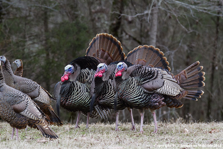 Eastern Wild Turkeys in habitat.