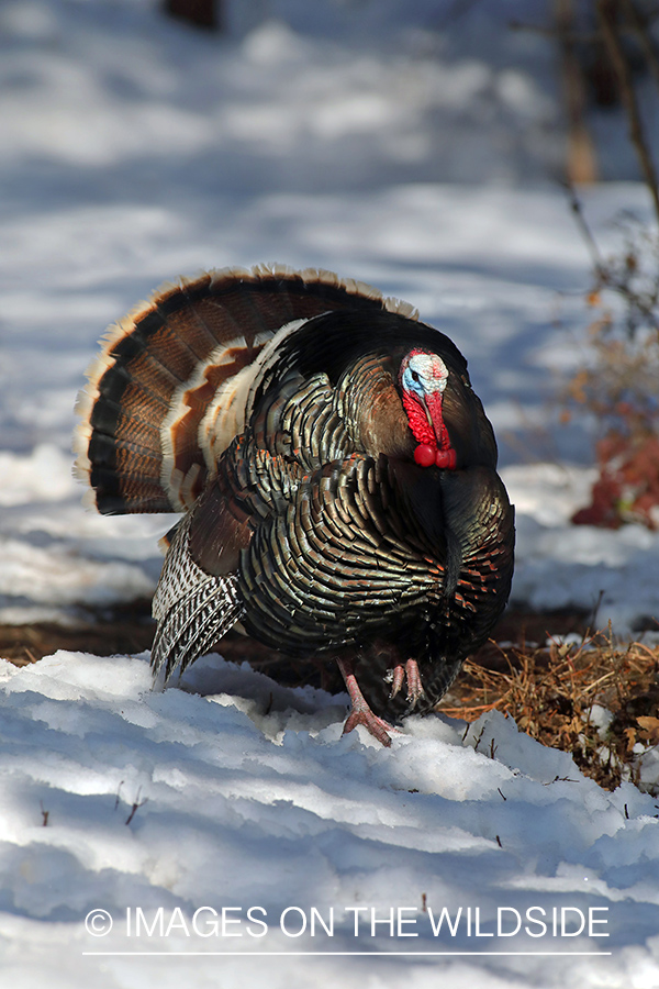 Merriam's turkey tom in full strut.