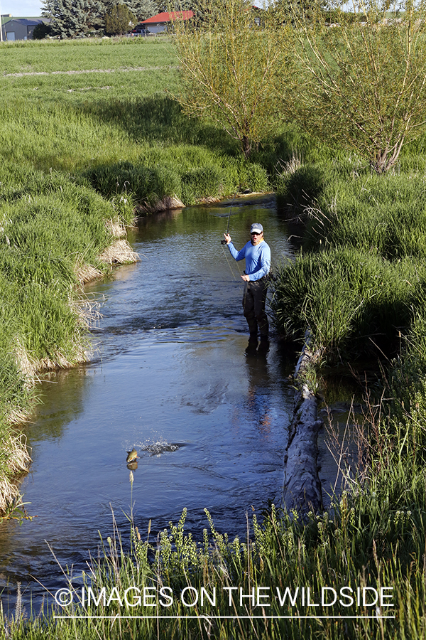 Flyfisherman with jumping trout on the line.