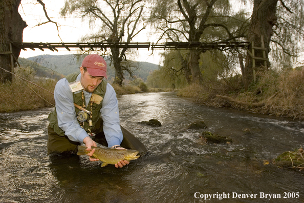 Close-up of nice brown trout.