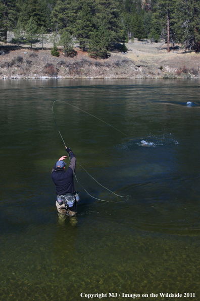 Flyfisherman fighting a nice rainbow trout.