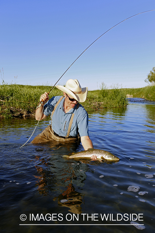 Flyfisherman releasing brown trout.