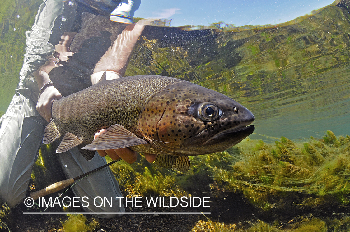 Flyfisherwoman realeasing rainbow trout. 