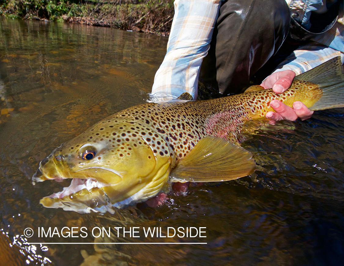 Flyfisherman releasing brown trout.