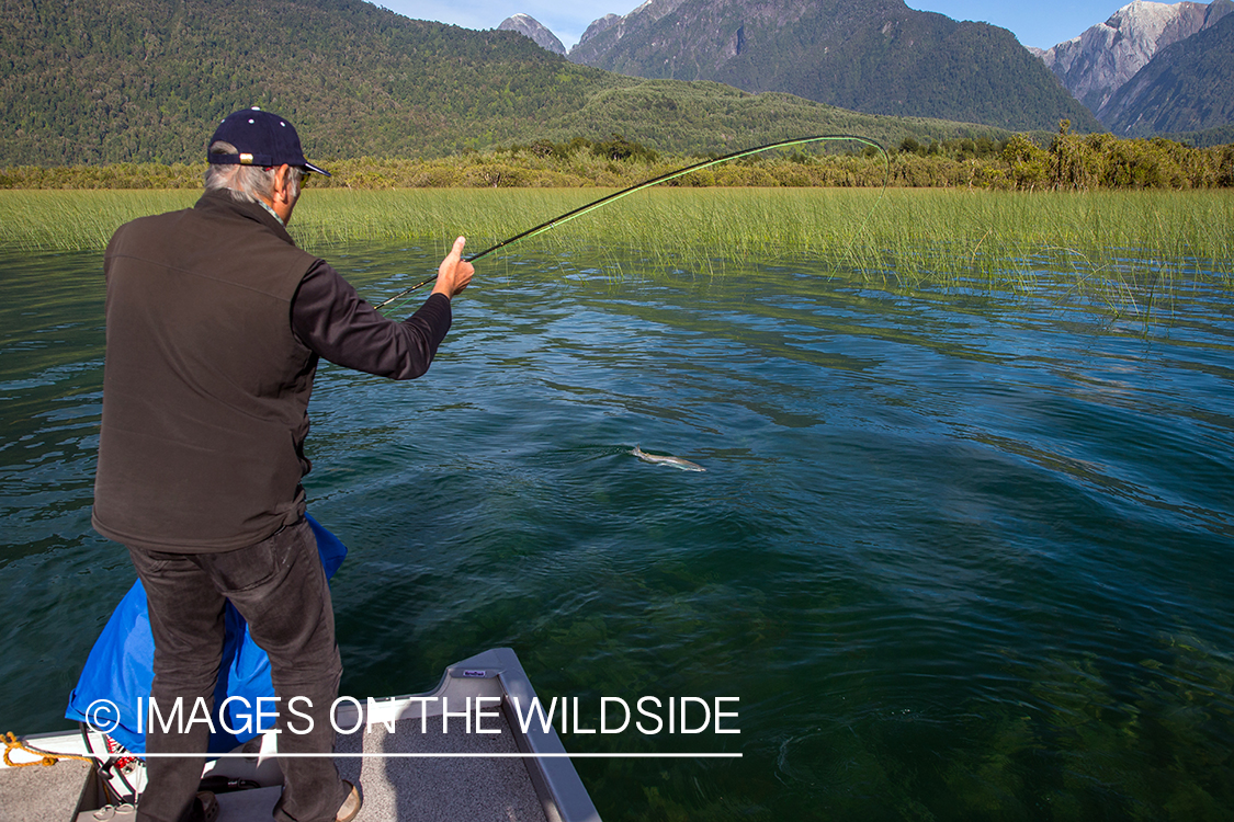 Flyfisherman fighting rainbow trout.