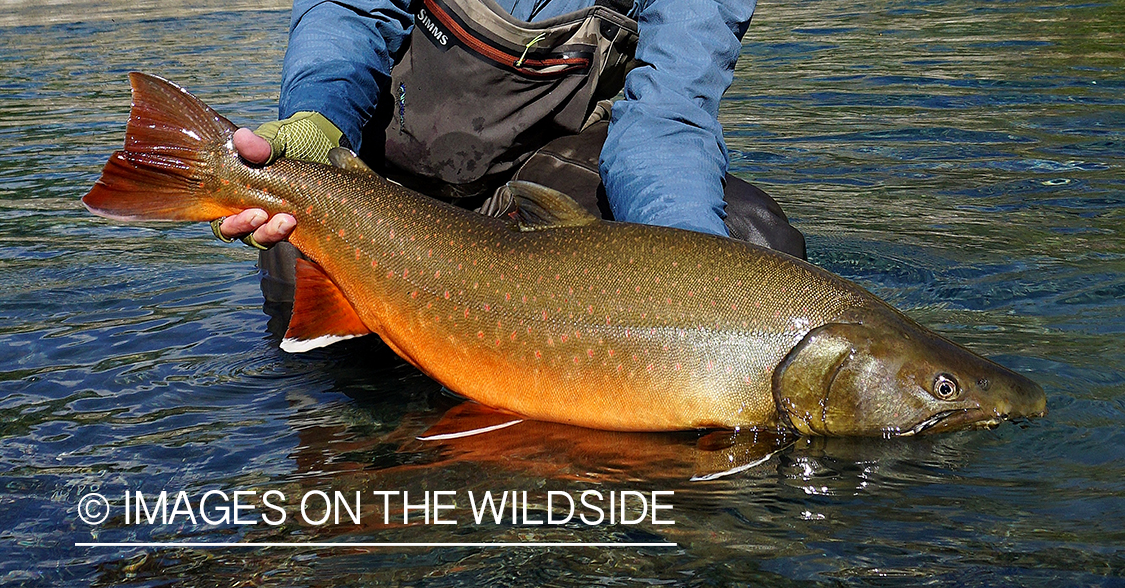 Flyfisherman releasing bull trout.