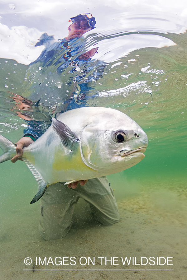 Flyfisherman releasing Permit.