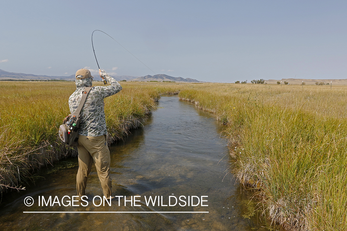 Flyfisherman fighting brown trout.