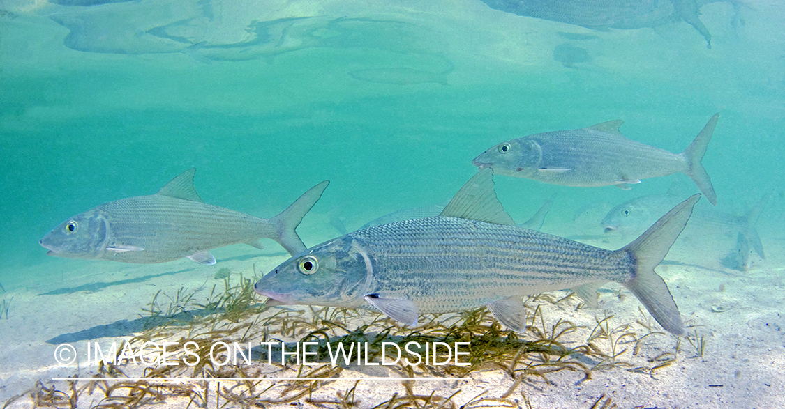 Bonefish in habitat.