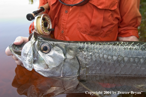 Flyfisherman w/tarpon 