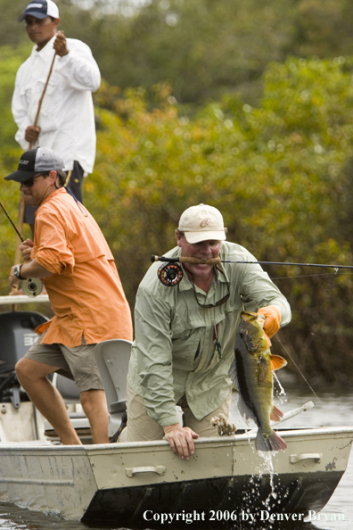 Fisherman releasing Peacock Bass