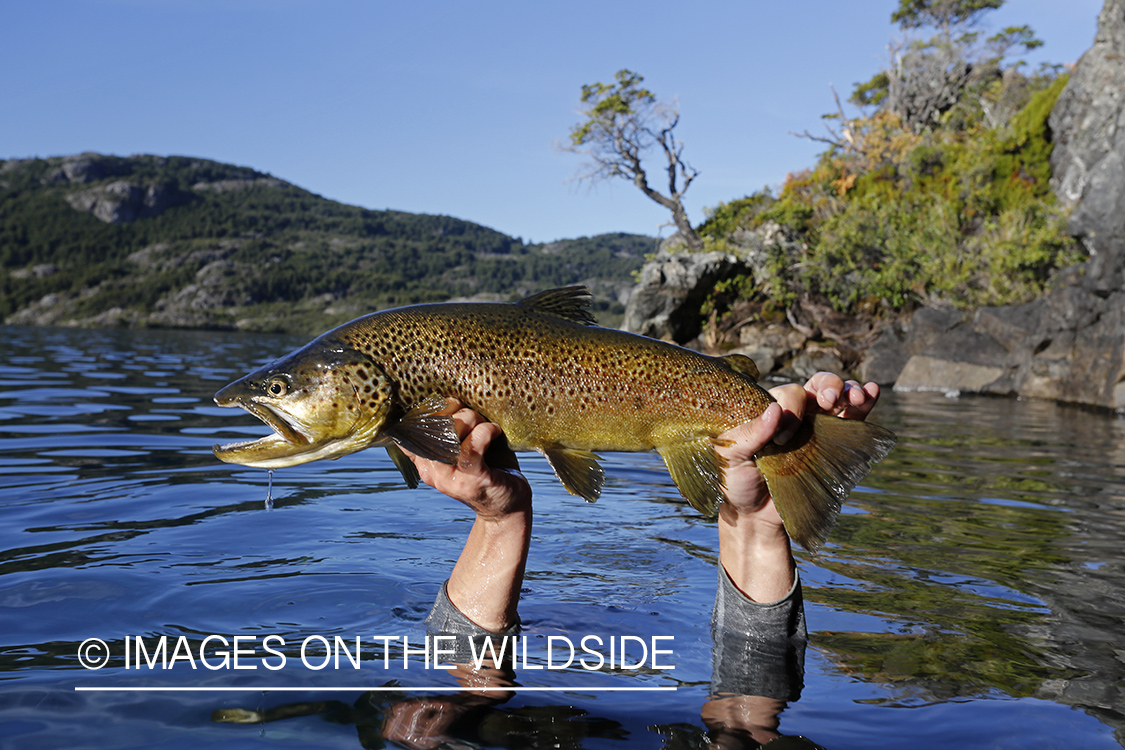 Flyfisherman recovering brown trout from underwater.