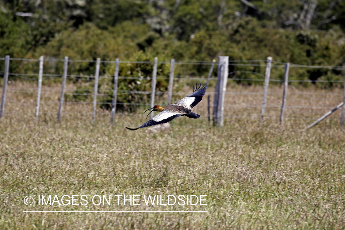 Black-faced ibis in Patagonia, Argentina.