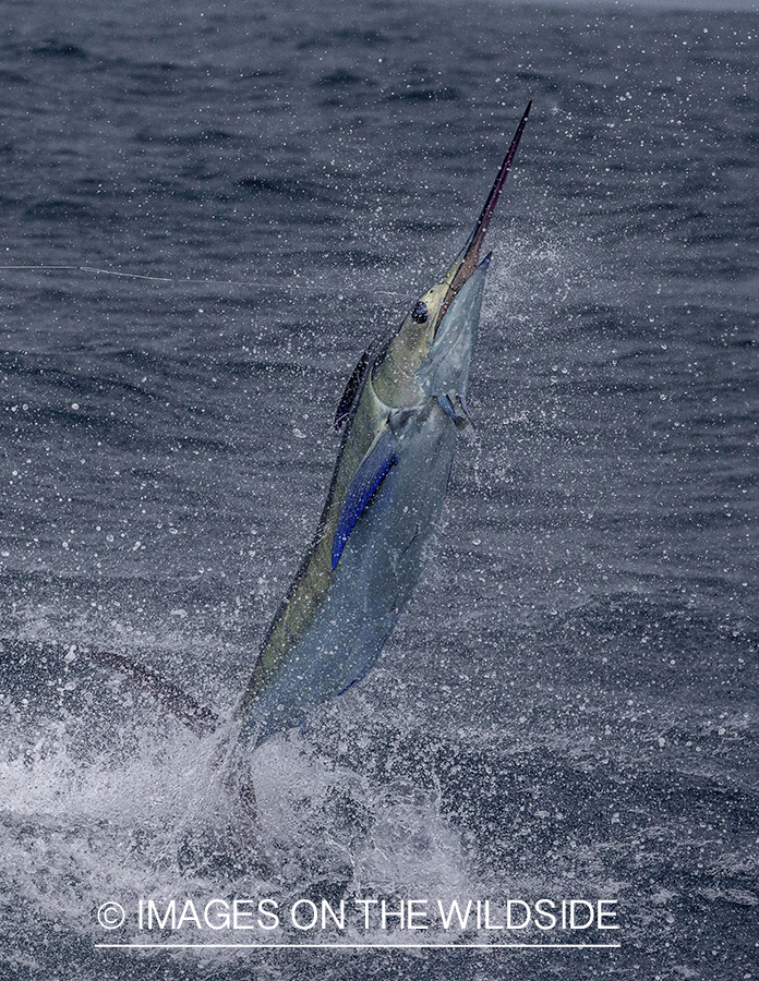 Marlin (blue) jumping.