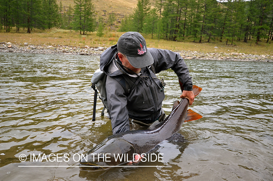 Fly fisherman releasing Taimen.