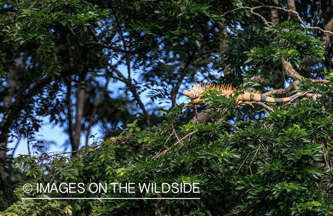 Iguana in trees, Belize.