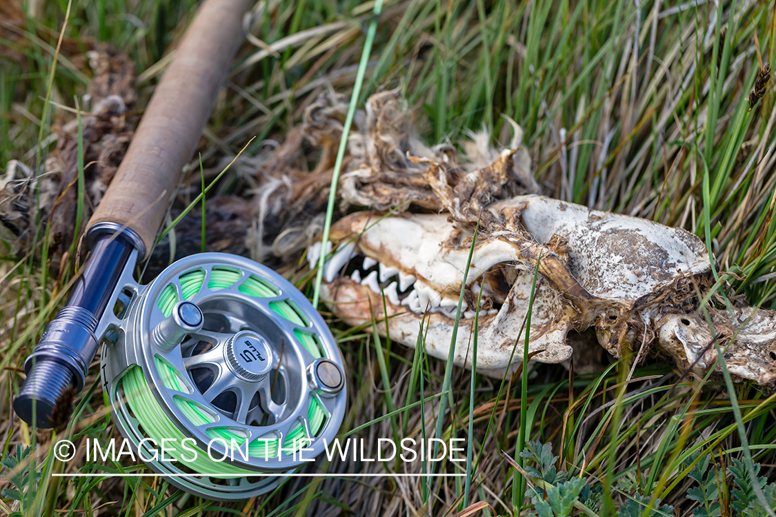 Fly reel with skull.