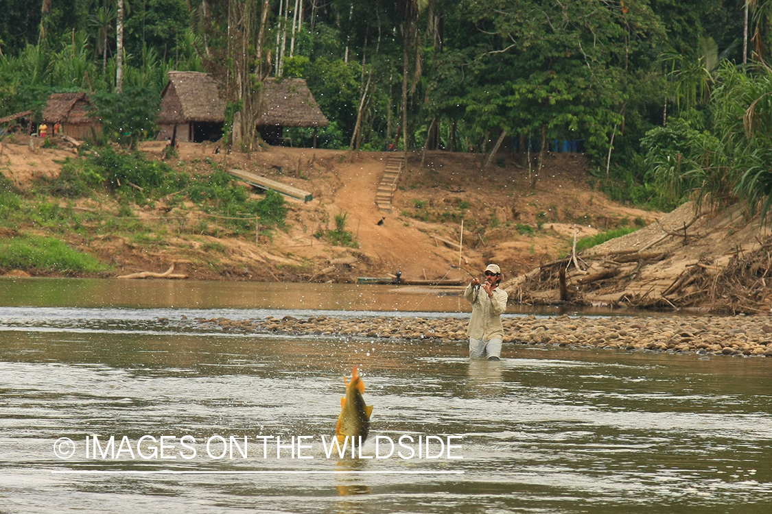 Fly Fisherman fighting a Golden Dorado.