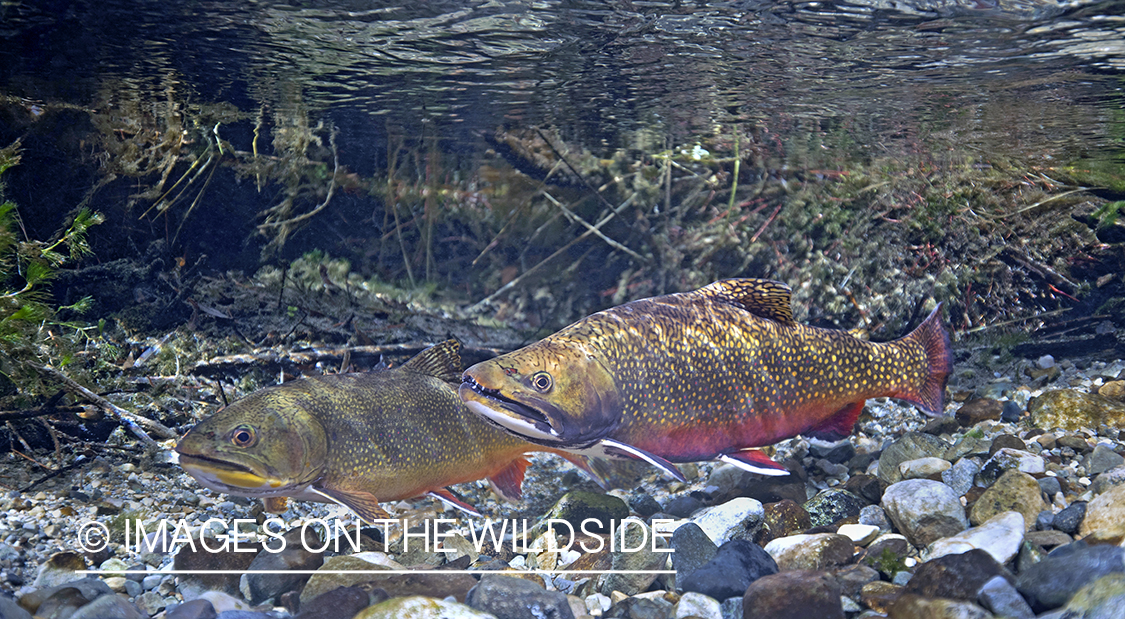 Brook trout in habitat.