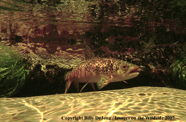 Brown Trout