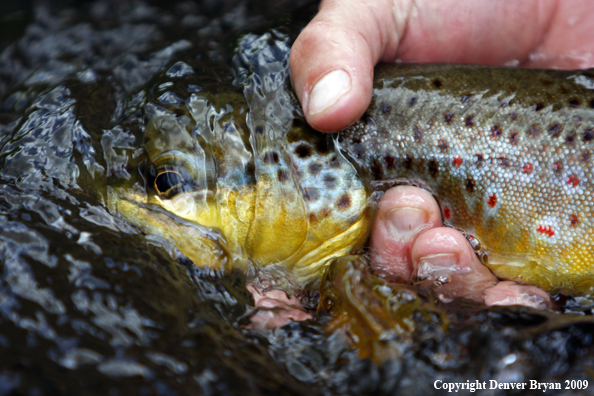 Brown trout underwater