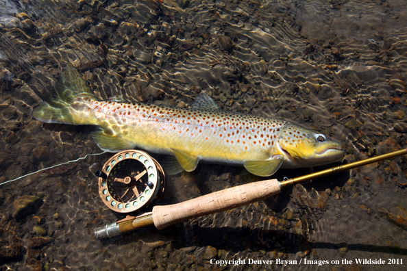 Brown Trout in stream by fly rod