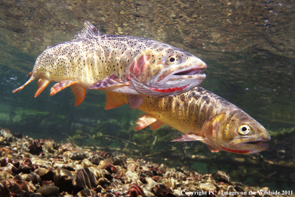 Snake River Fine Spotted Cutthroat, Pacific Creek, WY. 