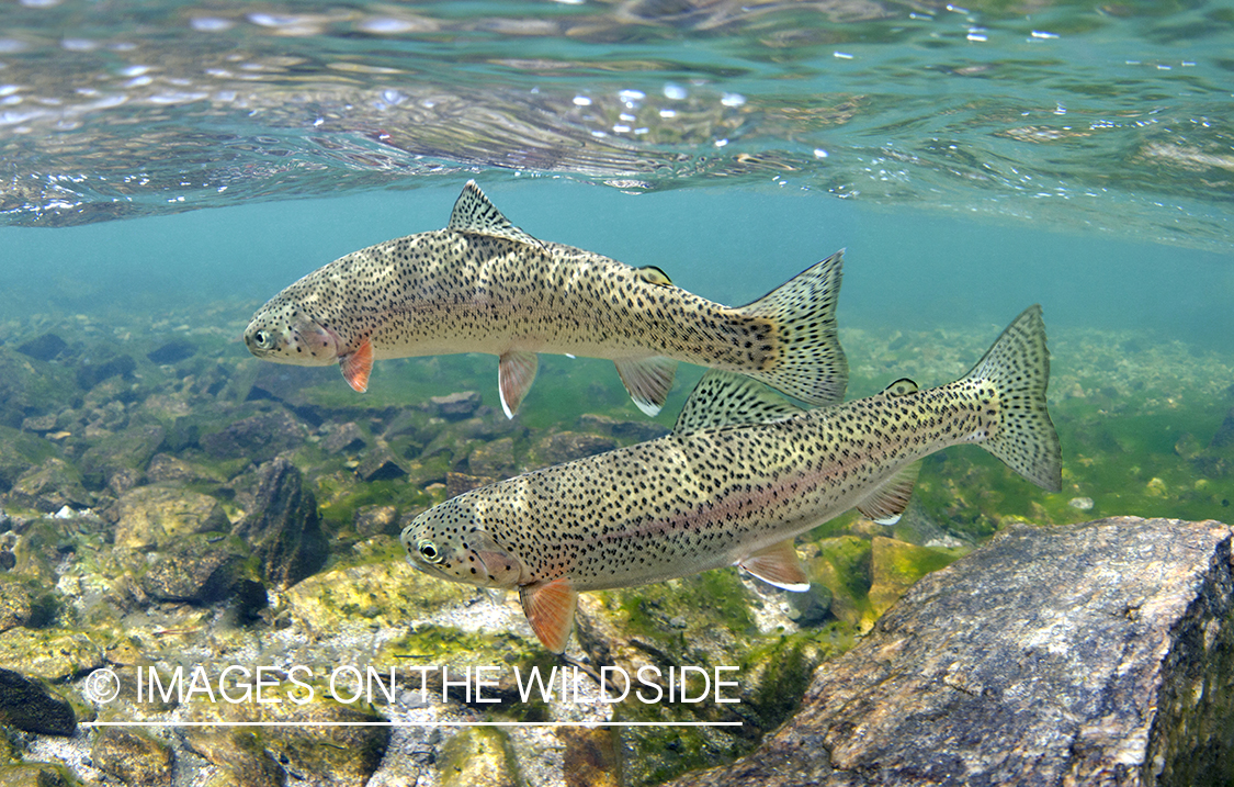 Rainbow trout in river.