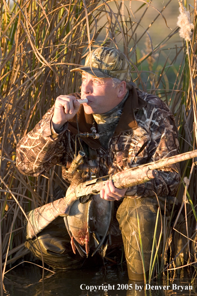 Duck hunter calling ducks from edge of marsh.