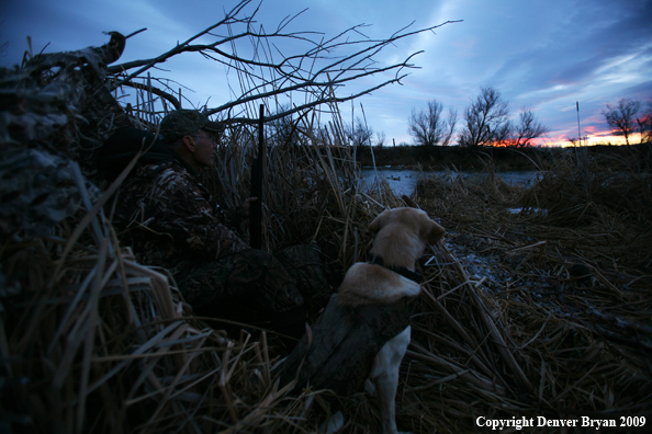 Waterfowl Hunter with Lab