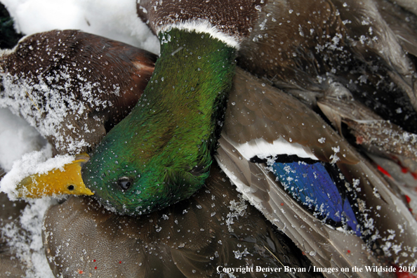 Bagged mallard in winter