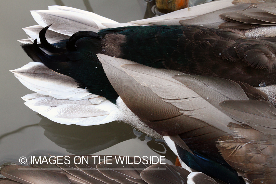 Mallard tail feathers.