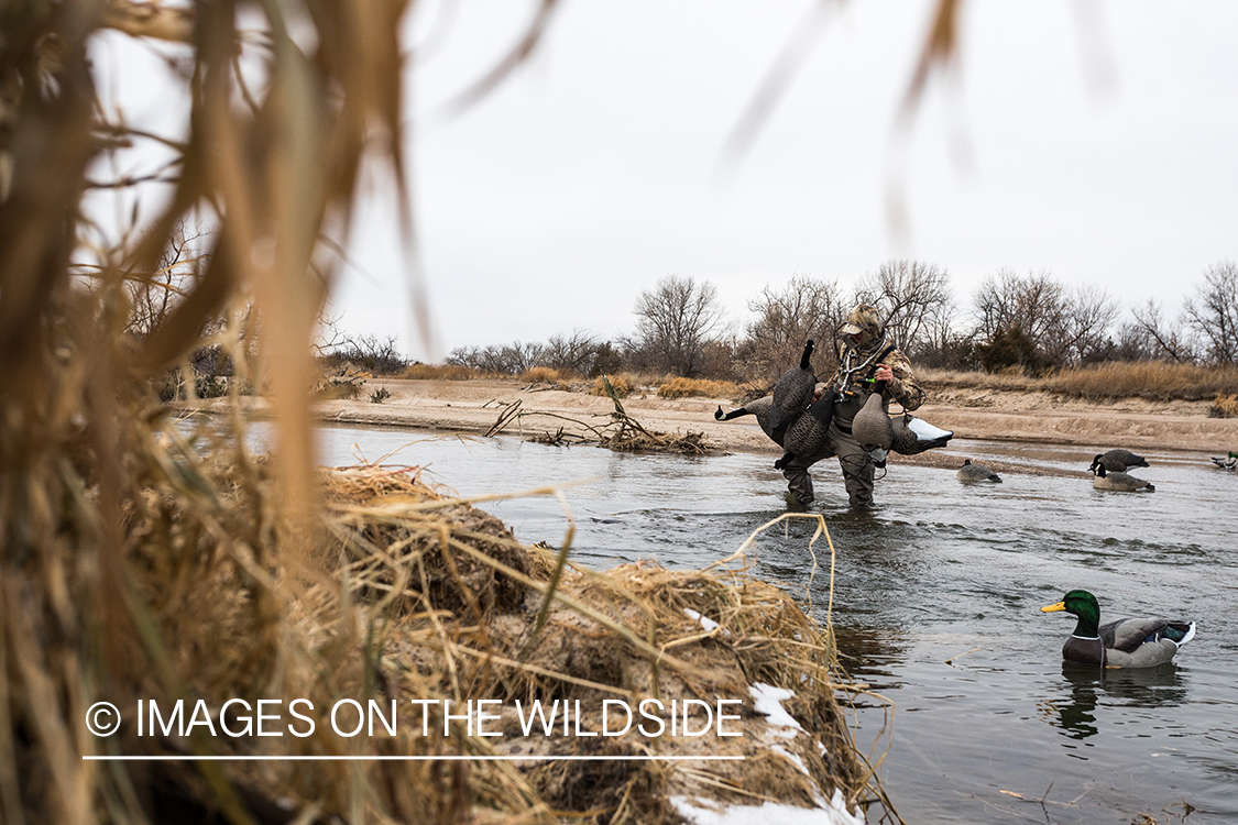 Waterfowl hunting