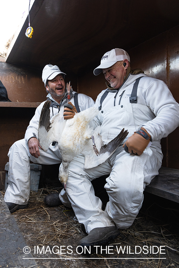 Hunters with bagged snow geese.