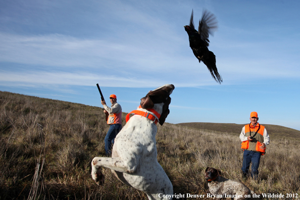 Upland game hunters with German shorthair and flushed pheasant. 