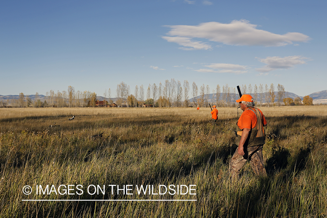 Upland game bird hunters in field with springer spaniel.