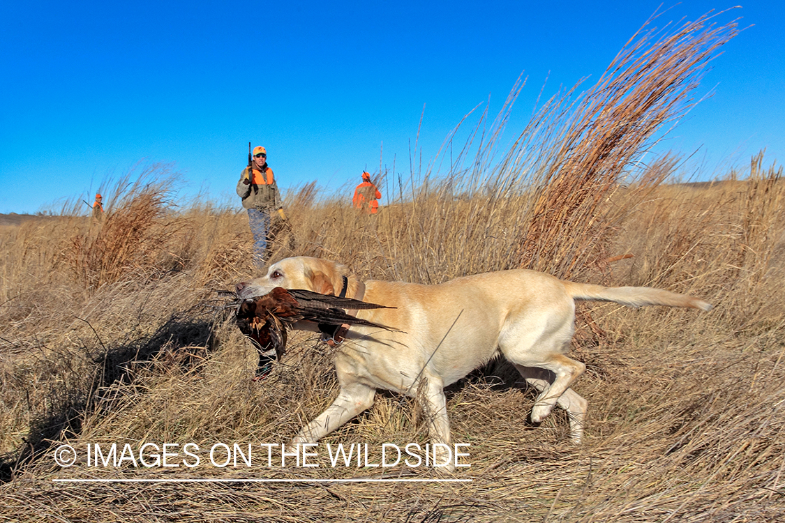 Hunting dog retrieving bagged pheasant.