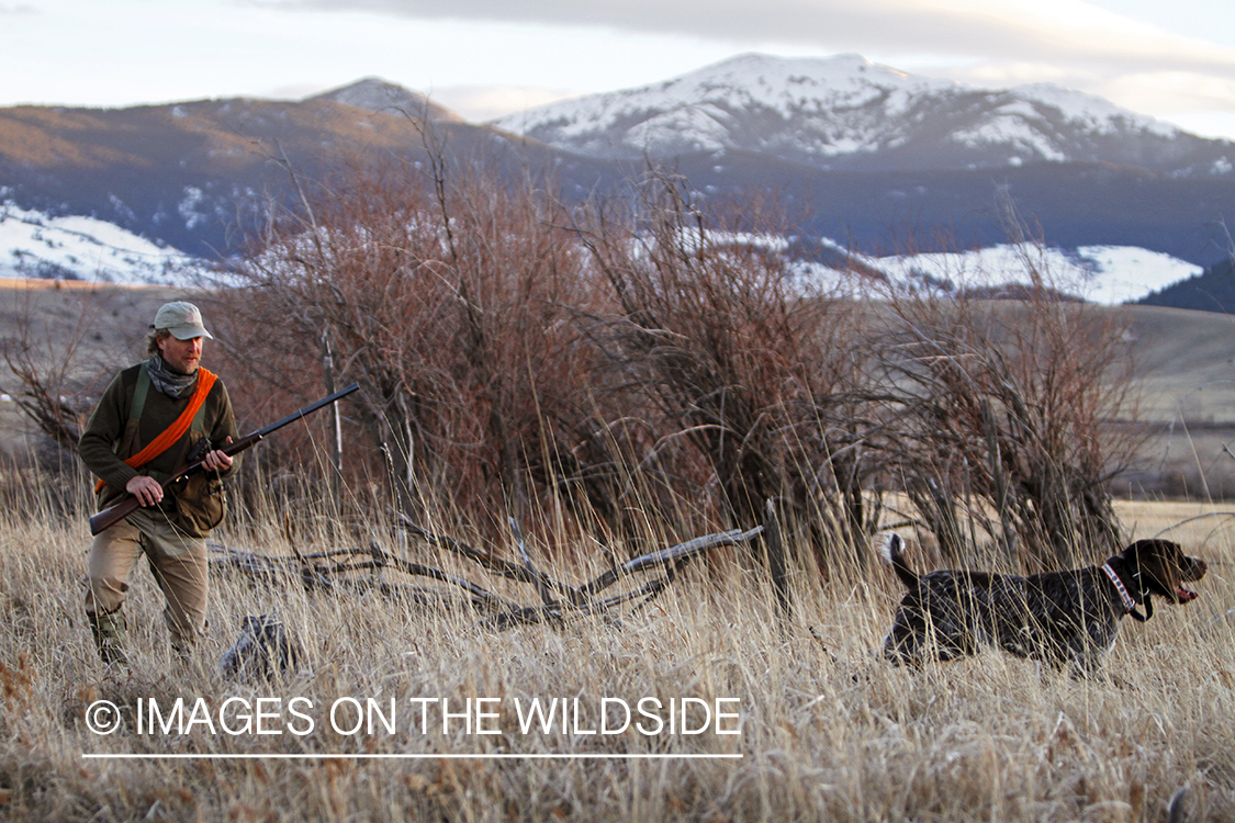 Pheasant hunter in field.