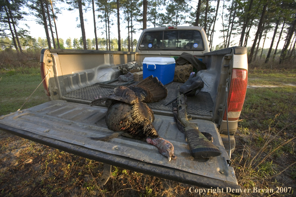 Eastern turkey bagged and lying in back of truck