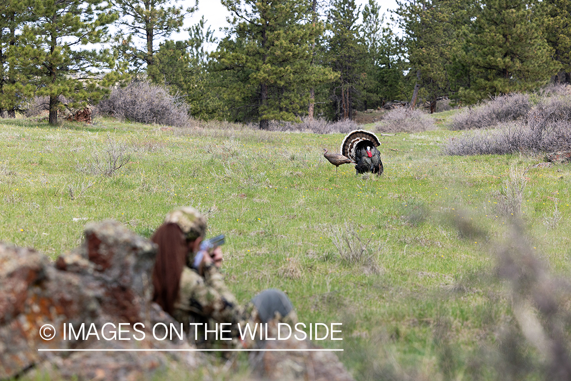 Women hunter aiming at turkey.