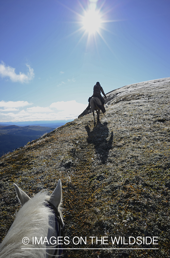 Stone sheep and Mountain goat hunting.